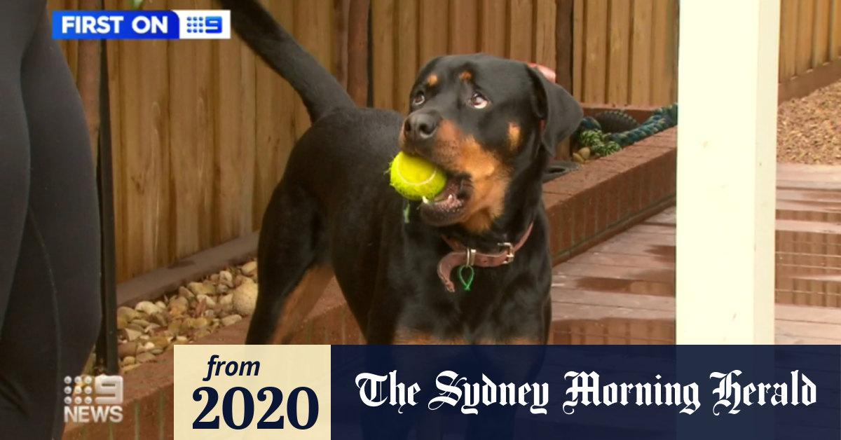 Video Dog swallows diamond engagement ring